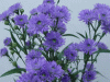 aster-lavender