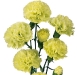 green-mini-carnations