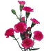 hot-pink-mini-carnations