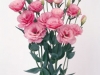 lizianthus-baby-pink