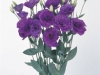lizianthus-purple
