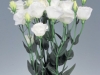 lizianthus-white