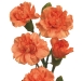 orange-mini-carnations