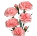 pink-mini-carnations