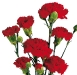 red-mini-carnations