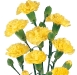 yellow-mini-carnations