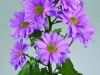 lavender-daisy-pom