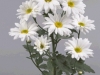 white-daisy-pom