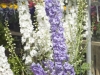 larkspur-lavender