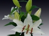 cassablanca-lily