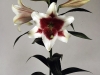 lily-white-red