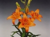 orange-asiatic-lily