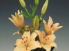 peach-asiatic-lily