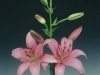pink-asiatic-lily
