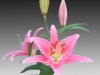 pink-stargazer-lily