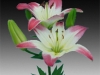 pink-white-asiatic-lily