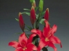 red-asiatic-lily