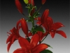 rust-red-asiatic-lily