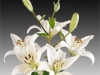 white-asiatic-lily