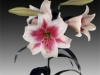 white-pink-lily
