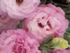 pale-pink-lizianthus