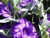 purple-lizianthus