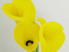 yellow-mini-calla