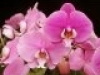 pink-phalenopsis-orchid