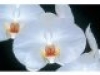 white-phalenopsis-orchid