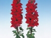 snapdragon-red