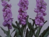 lavender-stock