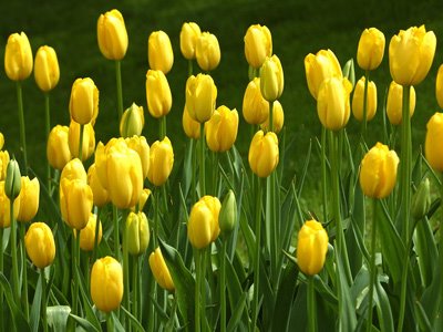 tulips-yellow2