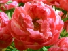 tulip-ruffle-melon-pink