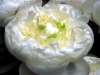 tulip-ruffle-white