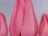 tulips-baby-pink